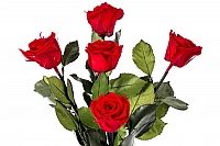 5 Trandafiri Criogenati Rosii in vas de sticla 3