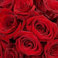 Aranjament de 19, Trandafiri, Roșii, Roșu, Roșie, Vas ceramic 4