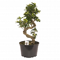 Bonsai Ficus 2