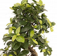 Bonsai Ficus 4