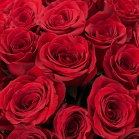 Buchet de 45 Trandafiri roșii 4