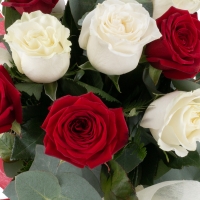 Buchet de Trandafiri Mărțișor, 6 Trandafiri albi, 5 Trandafiri roșii, Verdeață 6