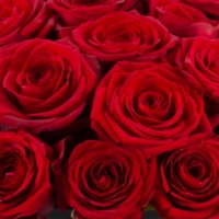 Cutie cu trandafiri roșii 4