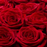 Love box: cutie cu trandafiri rosii superbi. 4
