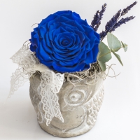 Trandafir albastru antic 2