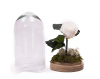Trandafir Criogenat alb cu tija 3