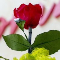 Trandafir criogenat cu muschi 3