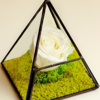 Trandafir criogenat piramida 3