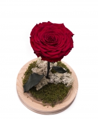 Trandafir criogenat rosu cu codita 2