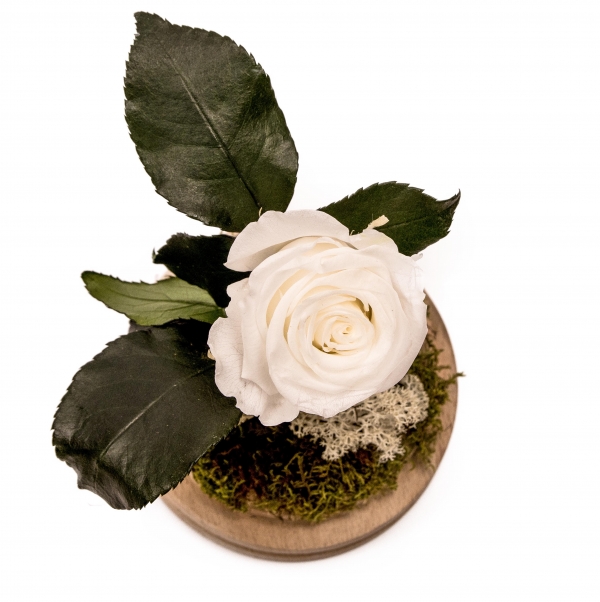Trandafir Criogenat alb cu tija
