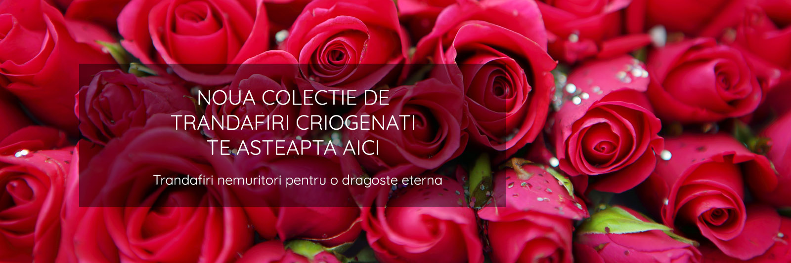 Trandafiri Criogenati