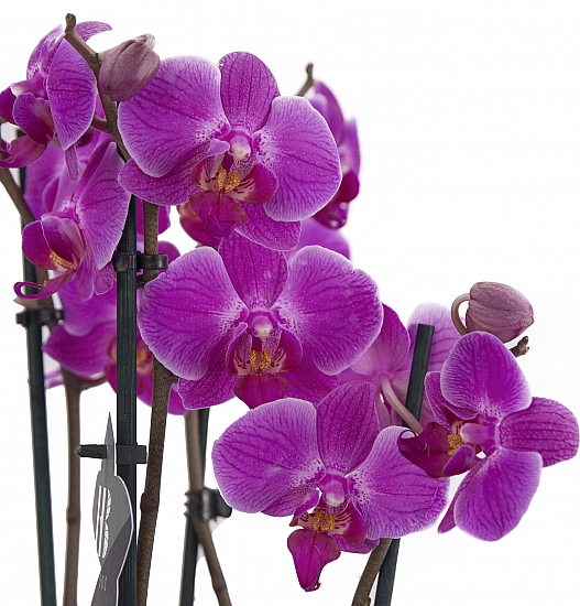 Orhidee Phalaenopsis ghiveci