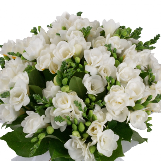 Buchet de 49, Frezii, Albe, Frezie, Verdeață