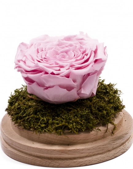 Trandafir criogenat roz în cupolă de sticlă. Trandafir nemuritor, preț accesibil. Cadou floral unic. Comandă online trandafir criogenat cupola sticla.