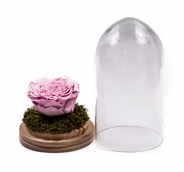 Trandafir criogenat roz în cupolă de sticlă. Trandafir nemuritor, preț accesibil. Cadou floral unic. Comandă online trandafir criogenat cupola sticla.