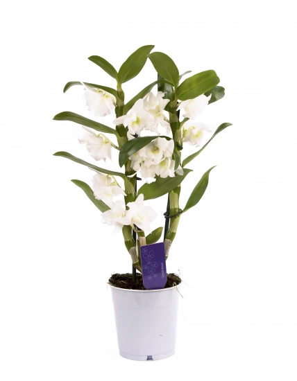 Dendrobium ghiveci