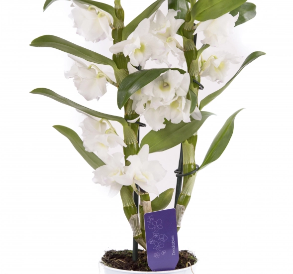 Dendrobium ghiveci