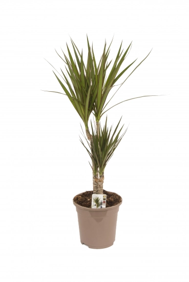 Dracaena Ghiveci