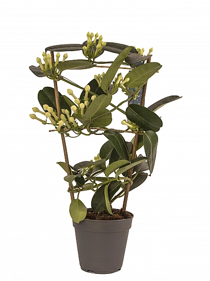 Stephanotis Jasmine sau iasomie de Madagascar