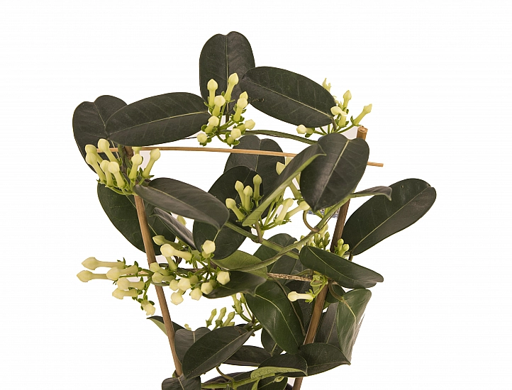 Stephanotis Jasmine sau iasomie de Madagascar