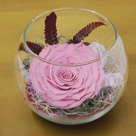 Trandafir criogenat roz bol