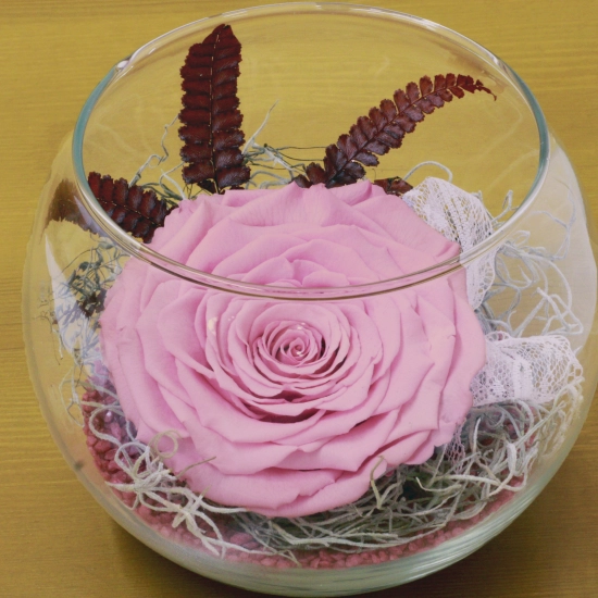 Trandafir criogenat roz bol