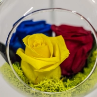 Tricoloratul 3
