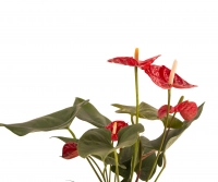 Anthurium rosu in ghiveci 3