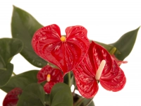 Anthurium rosu in ghiveci 4