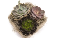 Aranjament Echeveria 3
