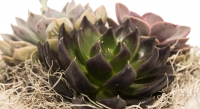 Aranjament Echeveria 4
