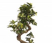 Bonsai Ficus 3