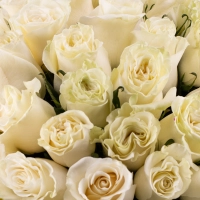 Buchet de 101 trandafiri albi  4