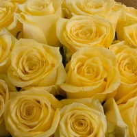 Buchet de 25 Trandafiri galbeni 4
