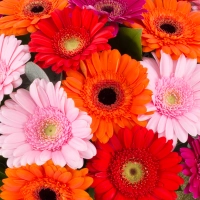 Buchet de 33, Gerbera, Multicoloră, Verdeață 4