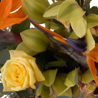 Buchet de 5, Strelitzia, Streliția, 1, Cymbidium, Verde, Orhidee, Verzi, 3, Trandafiri, Galbeni 4