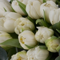 Buchet din 49, Lalele, Albe, Lalea, Verdeață 4