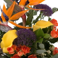 Buchet din Streliția, Strelitzia, Trahelium Mov, Cale galbene, Cală, Minirosa portocalie, Portocaliu 4