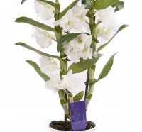 Dendrobium ghiveci 3
