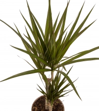 Dracaena Ghiveci 4