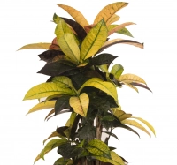 Ghiveci Croton 3