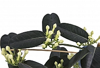Stephanotis Jasmine sau iasomie de Madagascar 4