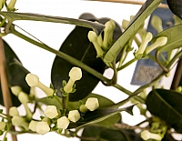 Stephanotis Jasmine sau iasomie de Madagascar 5