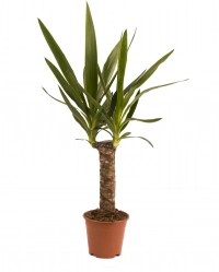 Yucca ghiveci 2