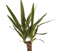 Yucca ghiveci 3