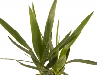 Yucca ghiveci 4