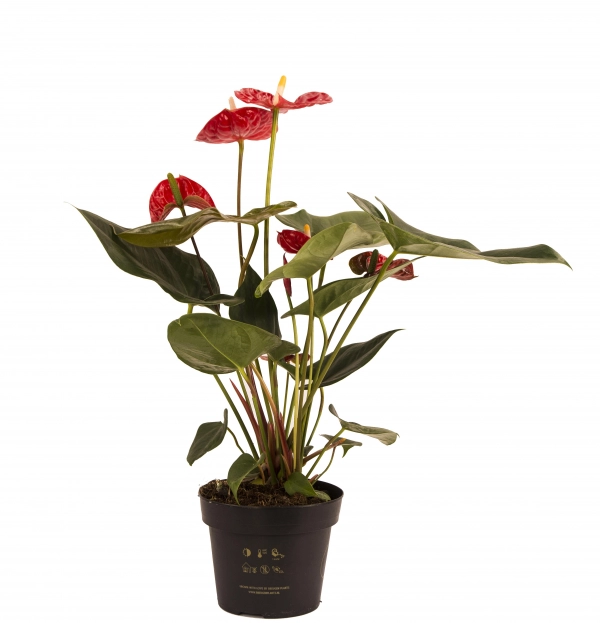 Anthurium rosu in ghiveci