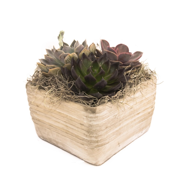 Aranjament Echeveria