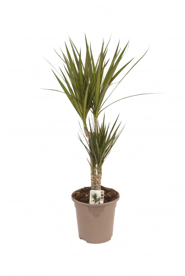 Dracaena Ghiveci