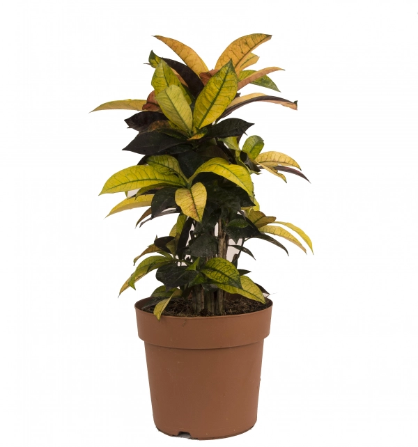 Ghiveci Croton